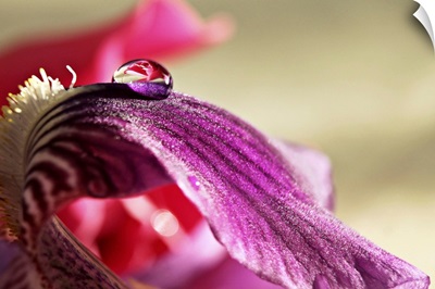 Droplet of water on lily petal