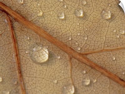 Droplets on a leaf, close-up