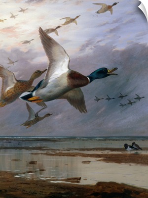 Duck Rising By Archibald Thorburn