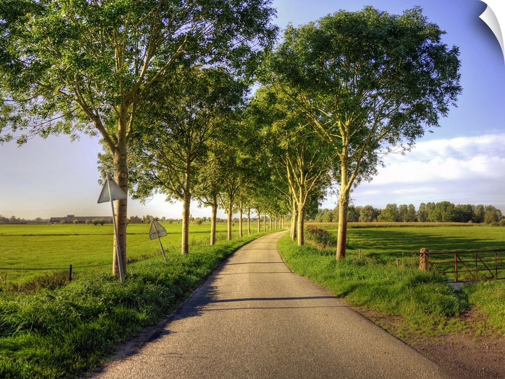 Typical country road in the Netherlands, with on both sides of the road a row of trees, during the golden hour with low su...