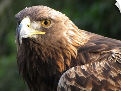 Eagle eye - head and shoulder of golden eagle