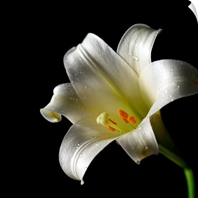 Easter Lily Close-Up