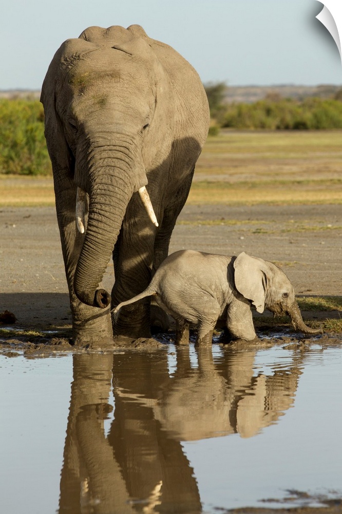 Tanzania, Ngorongoro Conservation Area, Ndutu Plains, Young Elephant calf (Loxodonta africana) standing beside mother whil...