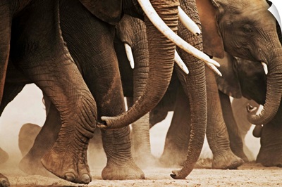 Elephant Herd On The Move