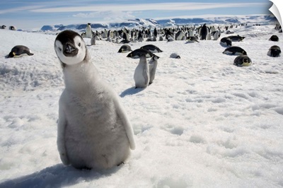 Emperor Penguin Chick In Antarctica