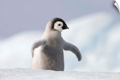 Emperor Penguin Chick In Antarctica