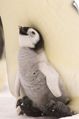 Emperor Penguin Chick On Parent's Feet