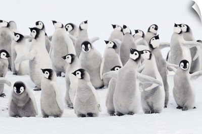 Emperor penguin chicks, ome spreading wings. Snow Hill Island, Antarctica.