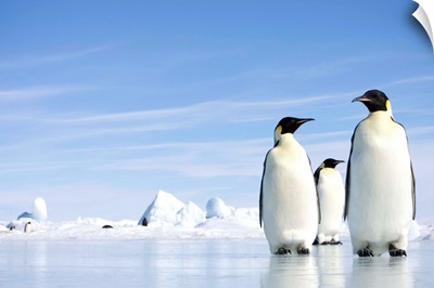 Emperor Penguins In Antarctica