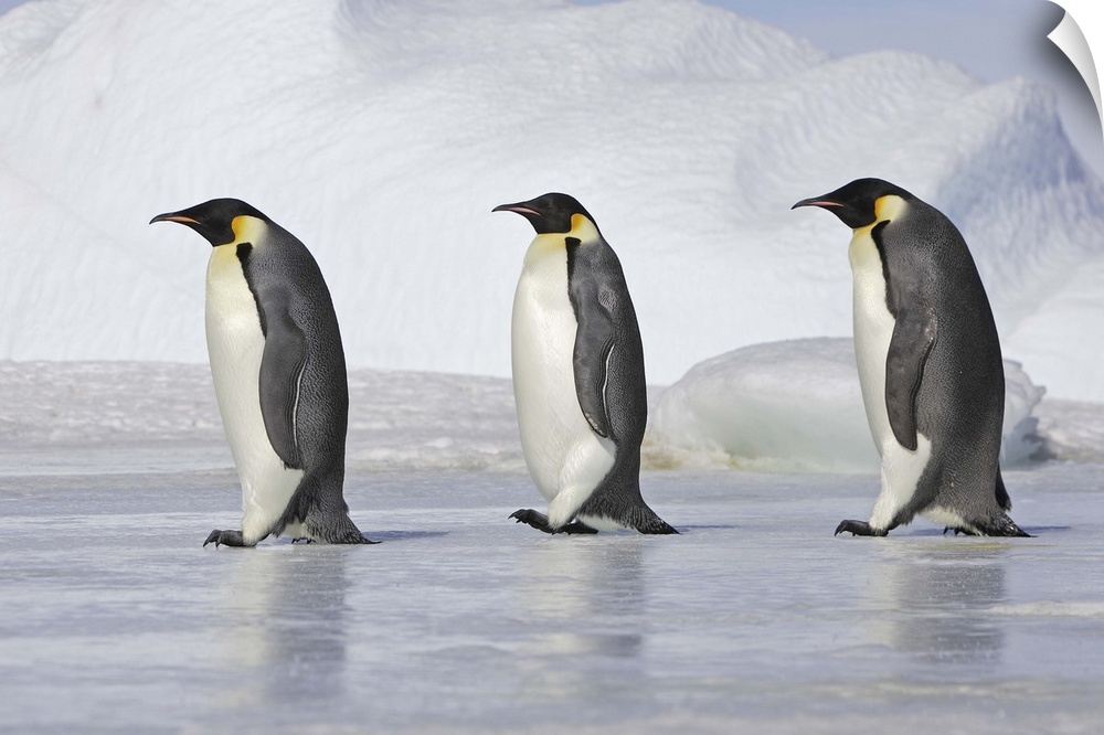 Emperor Penguin .  Snow hill island .Weddel Sea . Antarctic Peninsula . Antarctica Aptenodytes forsteri Family : Sphenisci...