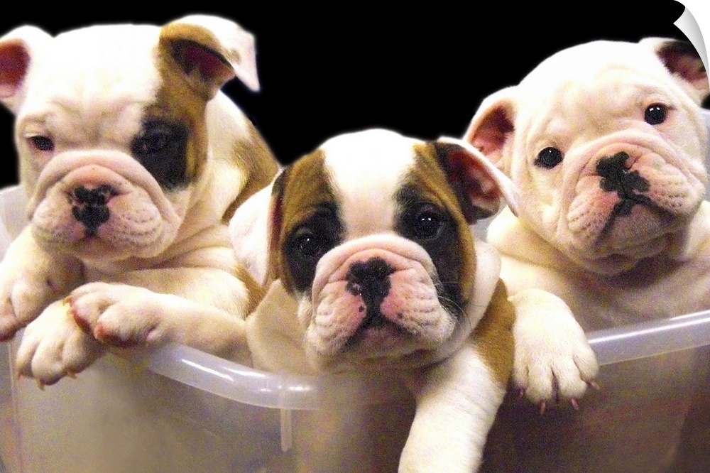 a plastic tub containing three adorable english bulldogs puppies.