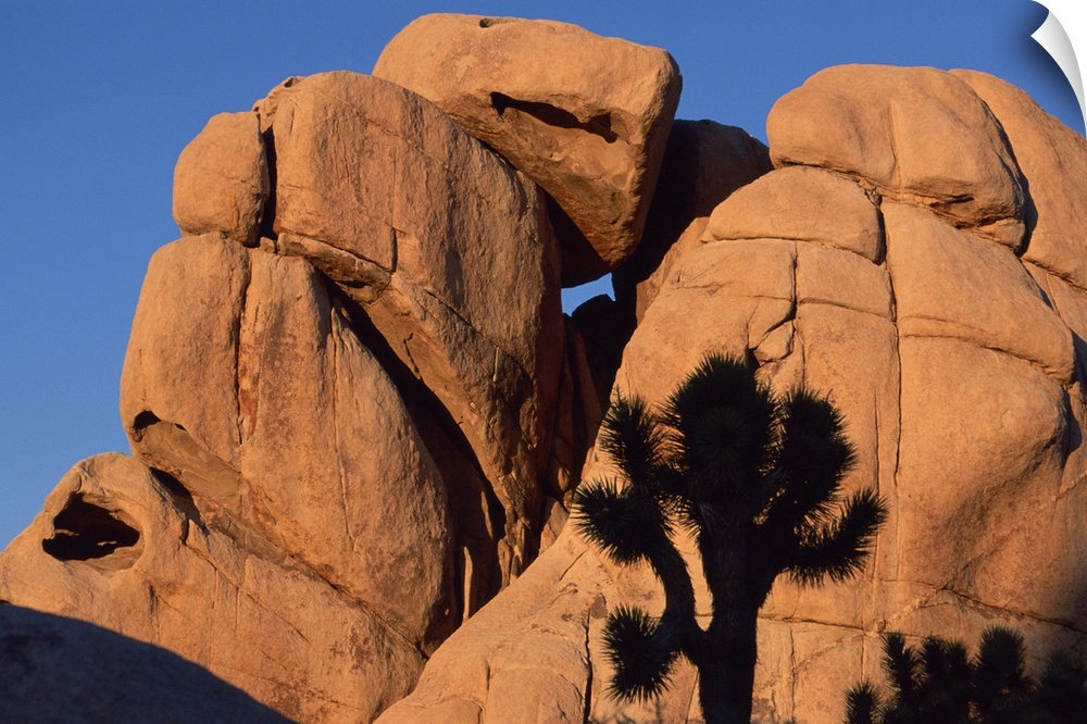 Eroded monzogranite rock at Joshua Tree National Park , California