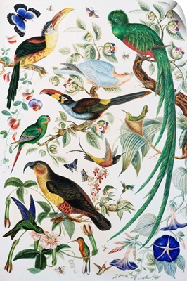 Exotic Parrots by School of John James Audubon