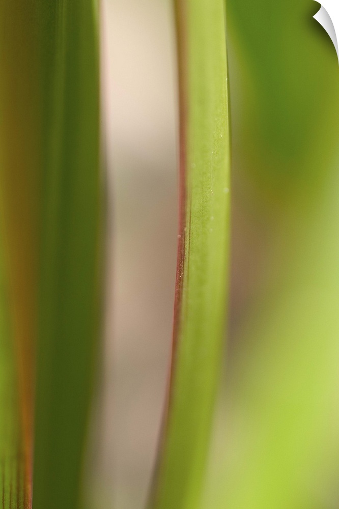 Extreme close-up of green leaves edged with red.
