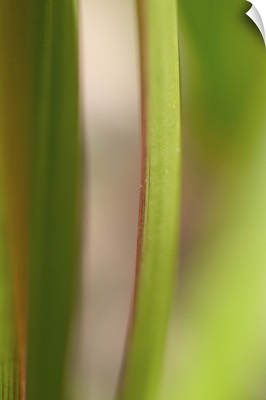Extreme close-up of green leaves edged with red