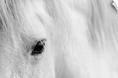 Eyelash Of A White Horse