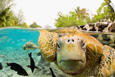 Face To Face With Green Sea Turtles