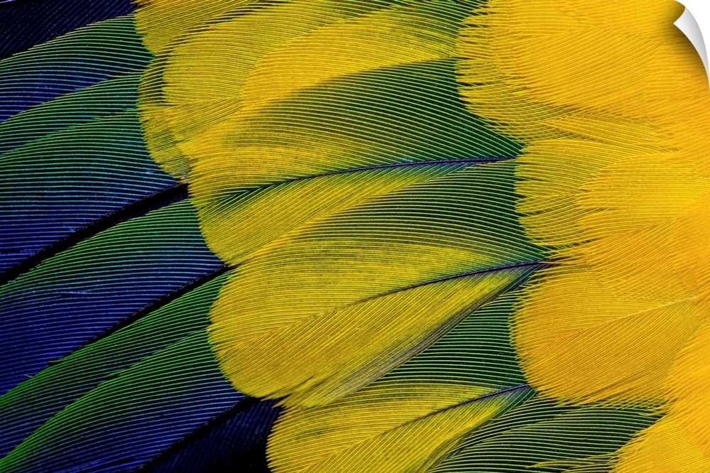 Fanned out wing feathers in blue, green and yellow of Sun Conure photographed Sammamish, WA