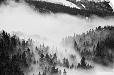 Fast moving clouds, passing between trees in a forest in Chamrousse in the french Alps.