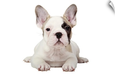 Fawn Pied French Bulldog puppy on white background.