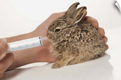Feeding bunny with syringe