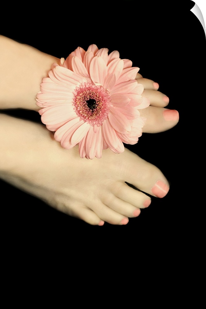 Female feet with pink gerbera daisy between her toe.