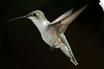 Female Ruby Throated Hummingbird in flight with dark background.