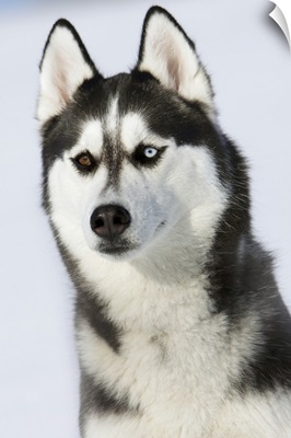 Female Siberian husky with different eye color