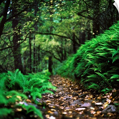 Fern-Lined Trail Through Forest