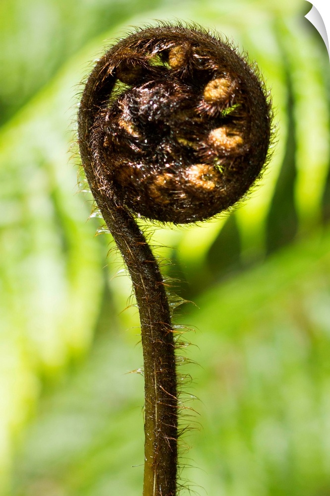 detail of young fern shoot unrolling, selective focus