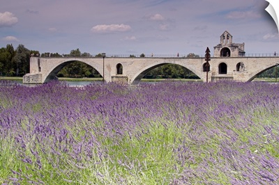 Field of lavender, St. Benezet's Bridge, Rhone River, Avignon, France