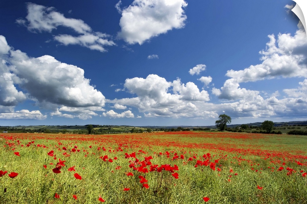 Field of red poppies, Corbridge, Northumberland.