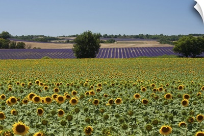 Field of sunflowers in Valensol.