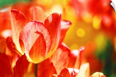 Field of tulips, close-up