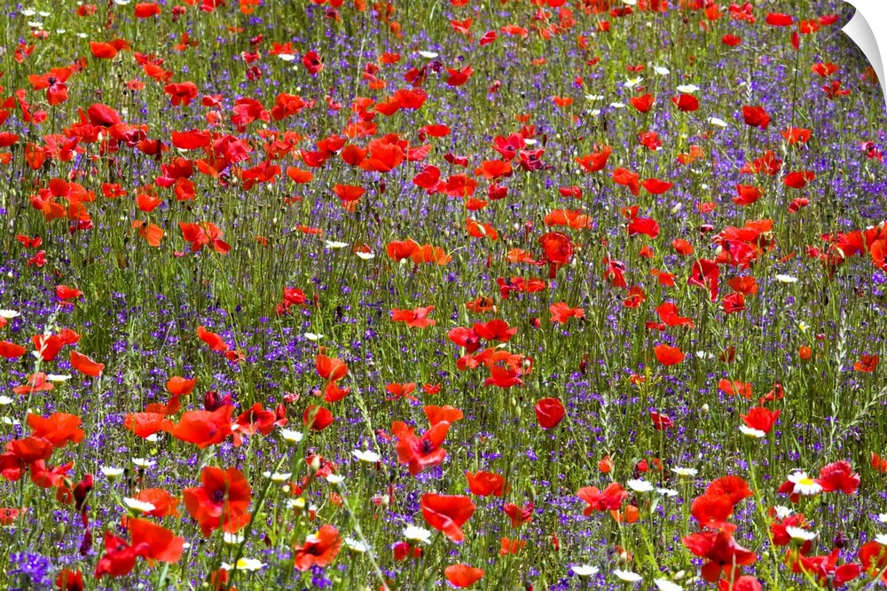 Full-frame view of field of wild flowers, poppies (Papaver rhoeas) prominent, near Orvieto, Terni, Umbria, Italy, Europe.