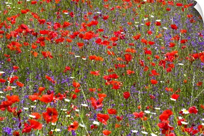 Field of wild flowers, Umbria, Italy