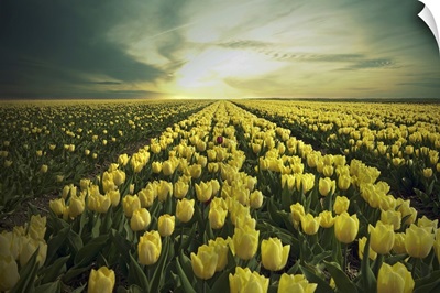 Field of yellow tulips in Holland.