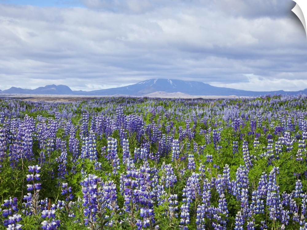 Field with lupine flowers and a volcano in background, Iceland.