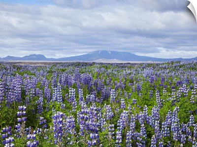 Field with lupine flowers and a volcano