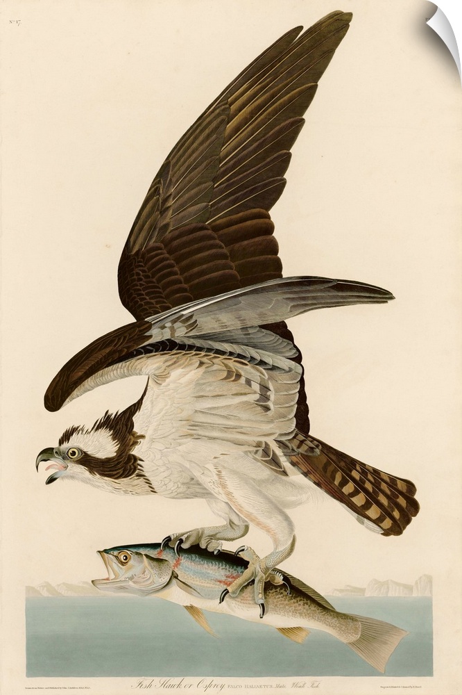 An illustration engraved by Robert Havell, Jr. and published in Birds of America by John James Audubon. 1830.