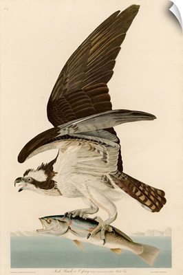 Fish Hawk Or Osprey By John James Audubon
