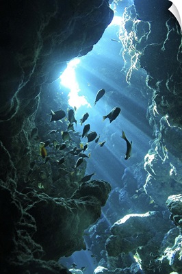 Fish shelter in an underwater cave, Egypt