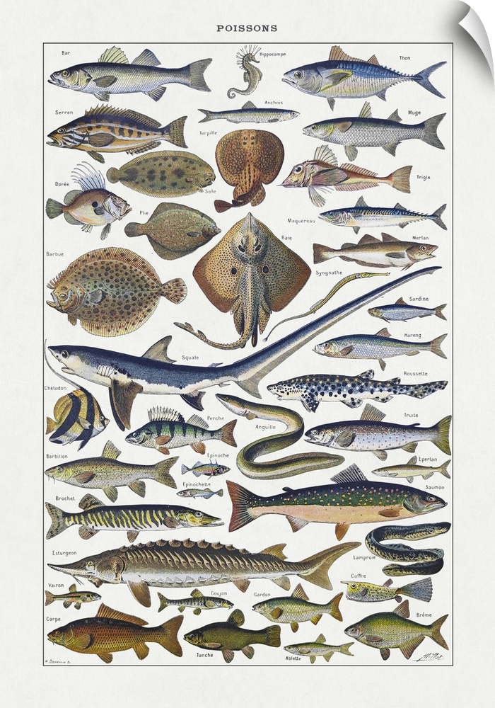 Old illustration about fishes by Adolphe Philippe Millot printed in the french dictionary "Dictionnaire Complet et Illustr...
