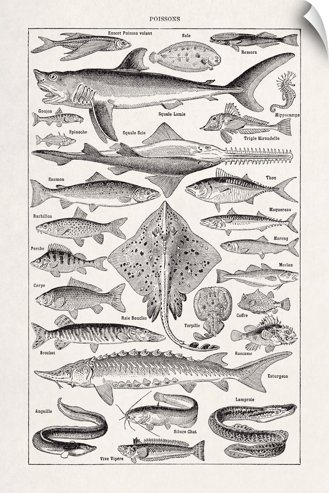 Old illustration about fish by Millot printed in the french dictionary "Dictionnaire Complet et Illustrate" by the editor ...