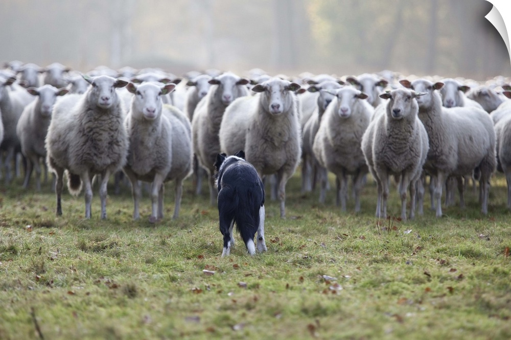 Sheep standing in flock with Border Collie dog in grass.