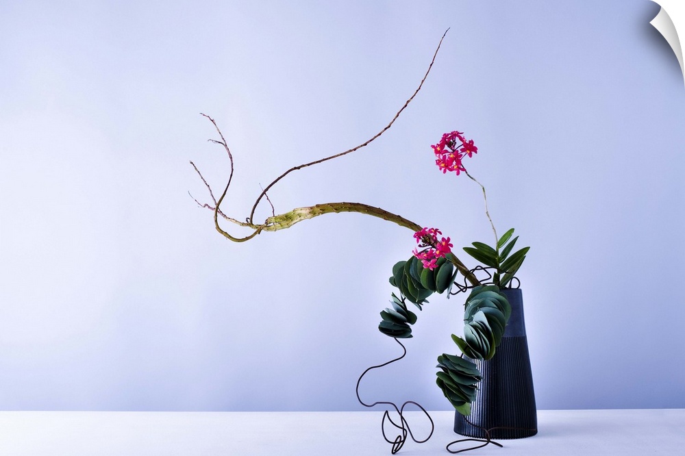epidendrum,flower,flower pot,green leaf,wire,willow,eucalyptus