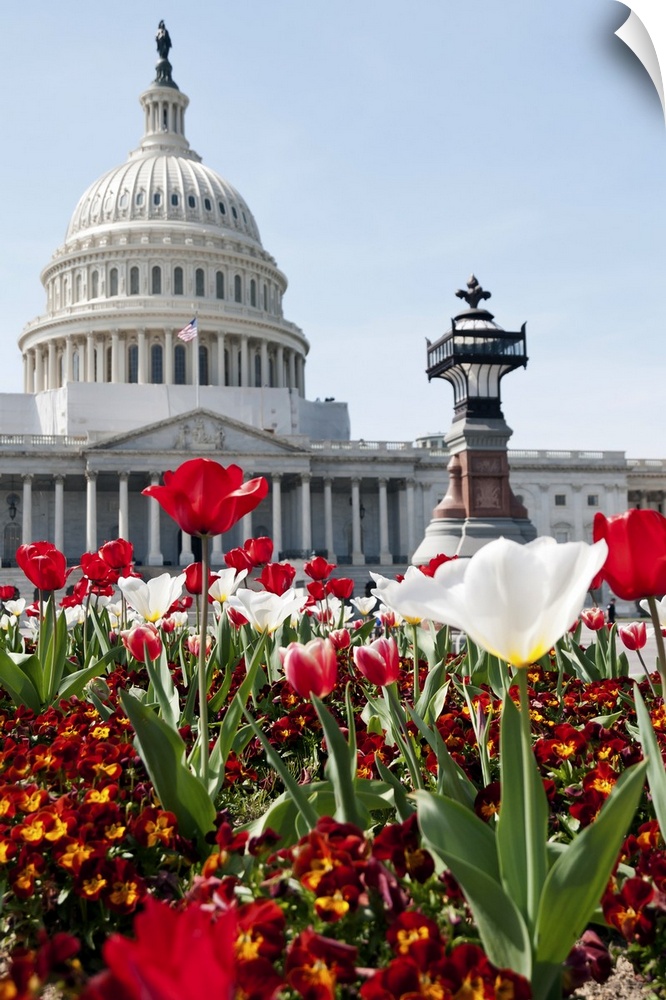 Spring time in Washington, DC. Flower bed with tulips in front of the US Capitol Building. Selective focus on the foreground.
