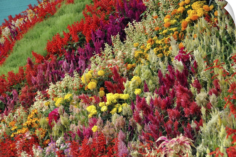 Flower show, colorful mountain of flowers, beautiful flowers, lalbagh, bangalore.