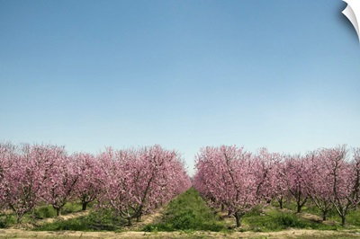 Flowering peach trees in orchard
