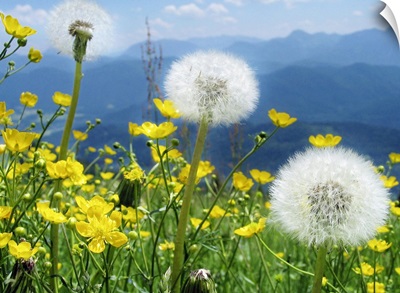 Flowers blossoming on a meadow with range blue Alpine mountains in back.
